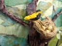 Goldfinch's Song